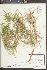 Dichanthelium dichotomum var. ramulosum image