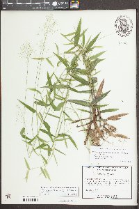 Dichanthelium dichotomum var. ramulosum image