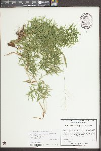 Dichanthelium dichotomum var. ramulosum image