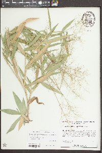 Dichanthelium dichotomum var. ramulosum image