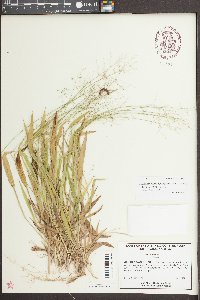 Dichanthelium laxiflorum image