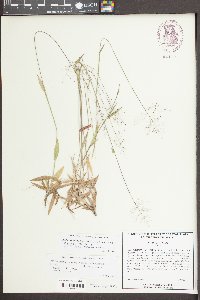 Dichanthelium acuminatum subsp. leucothrix image