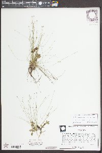 Eleocharis microcarpa var. filiculmis image