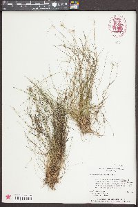 Eleocharis microcarpa image
