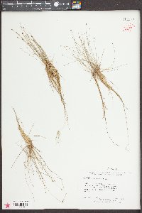 Eleocharis microcarpa image