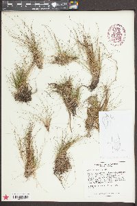 Eleocharis microcarpa image