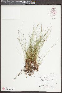 Eleocharis microcarpa image