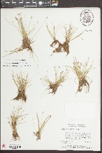 Eleocharis olivacea image