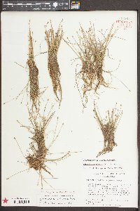 Eleocharis olivacea image