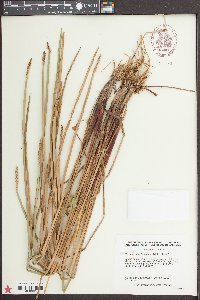 Eleocharis quadrangulata image