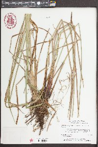 Eleocharis quadrangulata image