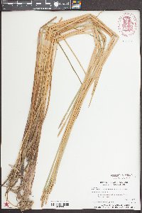 Eleocharis quadrangulata image