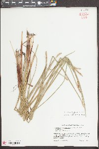 Eleocharis quadrangulata image