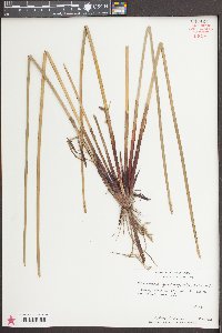 Eleocharis quadrangulata image