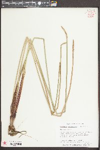 Eleocharis quadrangulata image