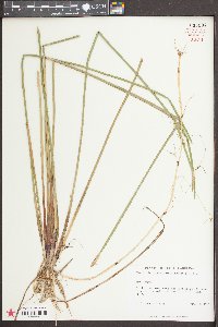 Eleocharis quadrangulata image