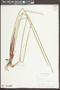 Eleocharis quadrangulata image