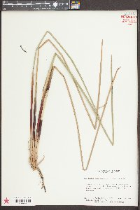 Eleocharis quadrangulata image