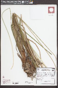 Eleocharis quadrangulata image