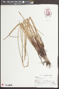 Eleocharis quadrangulata image