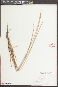 Eleocharis quadrangulata image
