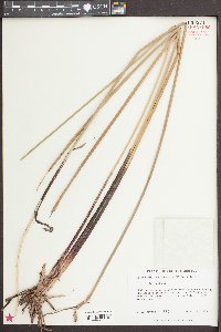 Eleocharis quadrangulata image