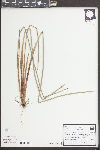 Eleocharis quadrangulata image