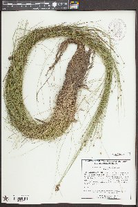 Eleocharis tortilis image