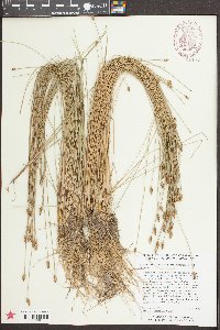 Eleocharis tuberculosa image