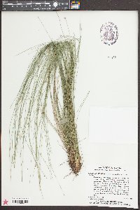 Eleocharis tuberculosa image