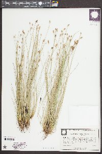 Eleocharis tuberculosa image