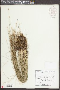 Eleocharis tuberculosa image
