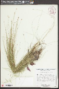 Eleocharis tuberculosa image