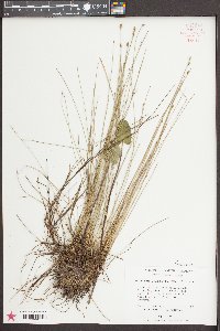 Eleocharis tuberculosa image