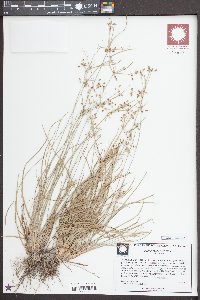 Fimbristylis decipiens image