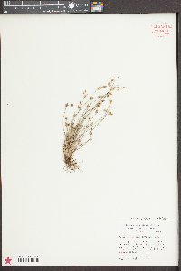 Fimbristylis annua image