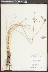 Fimbristylis castanea image