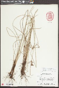 Fimbristylis castanea image