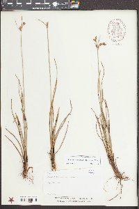 Fimbristylis castanea image