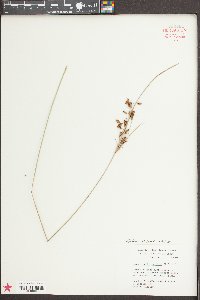 Fimbristylis puberula image