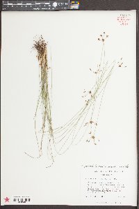Fimbristylis puberula image