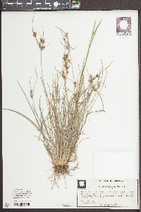 Fimbristylis tomentosa image