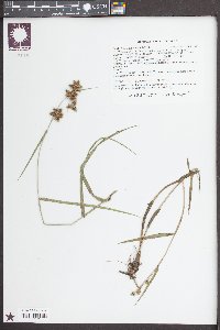 Fuirena pumila image