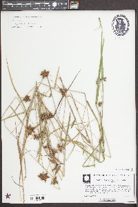 Fuirena squarrosa image