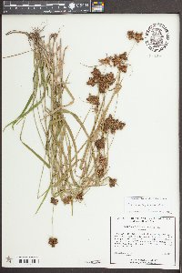Fuirena squarrosa image