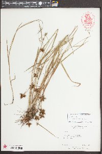 Fuirena squarrosa image