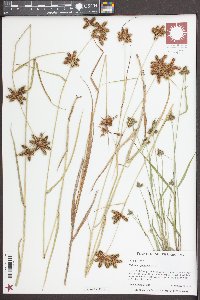 Fuirena squarrosa image