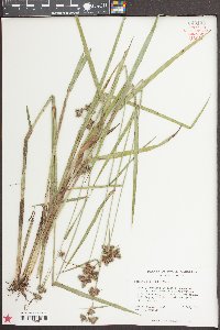 Fuirena squarrosa image