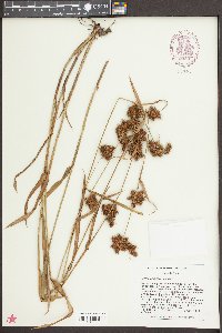 Fuirena squarrosa image