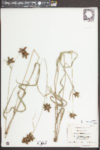 Fuirena squarrosa image